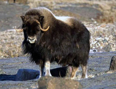 Musk Ox Facts and Adaptations Biology Diagrams